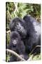 Virunga Mountains, Rwanda, Africa. Mountain Gorilla adult and young.-Karen Ann Sullivan-Stretched Canvas