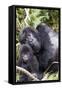 Virunga Mountains, Rwanda, Africa. Mountain Gorilla adult and young.-Karen Ann Sullivan-Framed Stretched Canvas