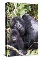 Virunga Mountains, Rwanda, Africa. Mountain Gorilla adult and young.-Karen Ann Sullivan-Stretched Canvas