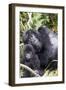 Virunga Mountains, Rwanda, Africa. Mountain Gorilla adult and young.-Karen Ann Sullivan-Framed Photographic Print