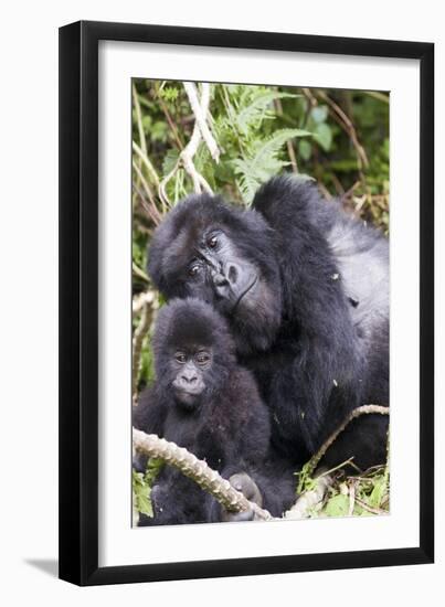 Virunga Mountains, Rwanda, Africa. Mountain Gorilla adult and young.-Karen Ann Sullivan-Framed Photographic Print