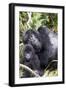 Virunga Mountains, Rwanda, Africa. Mountain Gorilla adult and young.-Karen Ann Sullivan-Framed Photographic Print