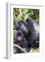 Virunga Mountains, Rwanda, Africa. Mountain Gorilla adult and young.-Karen Ann Sullivan-Framed Photographic Print