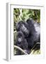 Virunga Mountains, Rwanda, Africa. Mountain Gorilla adult and young.-Karen Ann Sullivan-Framed Photographic Print