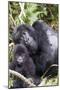 Virunga Mountains, Rwanda, Africa. Mountain Gorilla adult and young.-Karen Ann Sullivan-Mounted Photographic Print