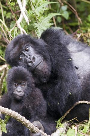https://imgc.allpostersimages.com/img/posters/virunga-mountains-rwanda-africa-mountain-gorilla-adult-and-young_u-L-Q1DEZC10.jpg?artPerspective=n