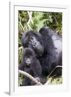Virunga Mountains, Rwanda, Africa. Mountain Gorilla adult and young.-Karen Ann Sullivan-Framed Photographic Print