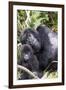 Virunga Mountains, Rwanda, Africa. Mountain Gorilla adult and young.-Karen Ann Sullivan-Framed Photographic Print