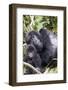 Virunga Mountains, Rwanda, Africa. Mountain Gorilla adult and young.-Karen Ann Sullivan-Framed Photographic Print