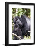 Virunga Mountains, Rwanda, Africa. Mountain Gorilla adult and young.-Karen Ann Sullivan-Framed Photographic Print