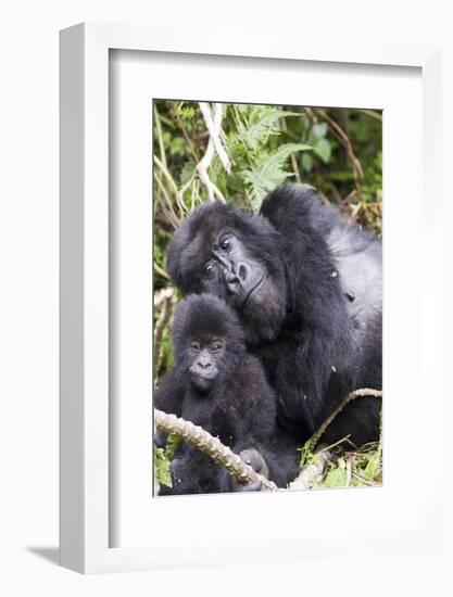 Virunga Mountains, Rwanda, Africa. Mountain Gorilla adult and young.-Karen Ann Sullivan-Framed Photographic Print