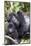 Virunga Mountains, Rwanda, Africa. Mountain Gorilla adult and young.-Karen Ann Sullivan-Mounted Photographic Print