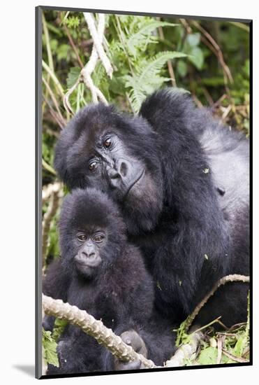 Virunga Mountains, Rwanda, Africa. Mountain Gorilla adult and young.-Karen Ann Sullivan-Mounted Photographic Print