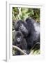 Virunga Mountains, Rwanda, Africa. Mountain Gorilla adult and young.-Karen Ann Sullivan-Framed Photographic Print