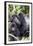 Virunga Mountains, Rwanda, Africa. Mountain Gorilla adult and young.-Karen Ann Sullivan-Framed Photographic Print