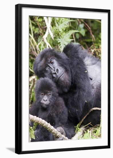 Virunga Mountains, Rwanda, Africa. Mountain Gorilla adult and young.-Karen Ann Sullivan-Framed Photographic Print