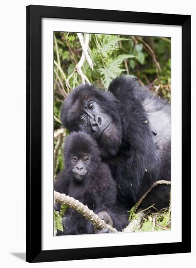 Virunga Mountains, Rwanda, Africa. Mountain Gorilla adult and young.-Karen Ann Sullivan-Framed Photographic Print