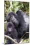 Virunga Mountains, Rwanda, Africa. Mountain Gorilla adult and young.-Karen Ann Sullivan-Mounted Photographic Print