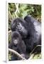Virunga Mountains, Rwanda, Africa. Mountain Gorilla adult and young.-Karen Ann Sullivan-Framed Premium Photographic Print
