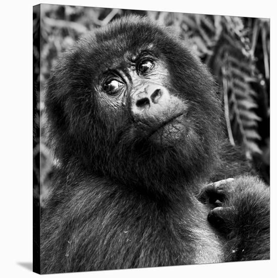 Virunga Mountains, Rwanda, Africa. Mountain Gorilla.-Karen Ann Sullivan-Stretched Canvas