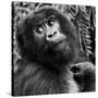 Virunga Mountains, Rwanda, Africa. Mountain Gorilla.-Karen Ann Sullivan-Stretched Canvas