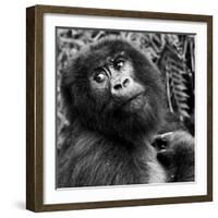 Virunga Mountains, Rwanda, Africa. Mountain Gorilla.-Karen Ann Sullivan-Framed Photographic Print