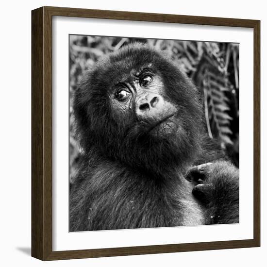 Virunga Mountains, Rwanda, Africa. Mountain Gorilla.-Karen Ann Sullivan-Framed Photographic Print