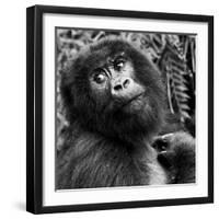 Virunga Mountains, Rwanda, Africa. Mountain Gorilla.-Karen Ann Sullivan-Framed Photographic Print