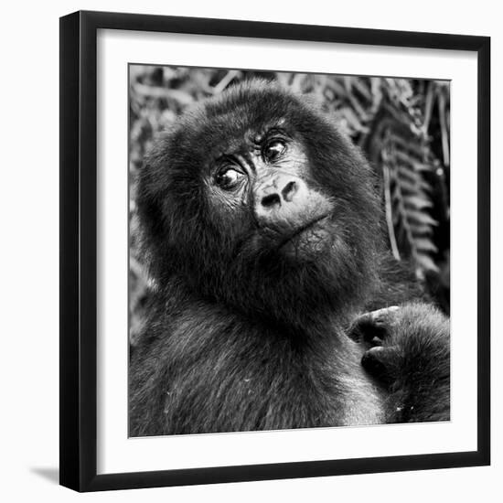 Virunga Mountains, Rwanda, Africa. Mountain Gorilla.-Karen Ann Sullivan-Framed Photographic Print