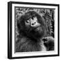 Virunga Mountains, Rwanda, Africa. Mountain Gorilla.-Karen Ann Sullivan-Framed Photographic Print