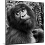 Virunga Mountains, Rwanda, Africa. Mountain Gorilla.-Karen Ann Sullivan-Mounted Photographic Print