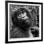 Virunga Mountains, Rwanda, Africa. Mountain Gorilla.-Karen Ann Sullivan-Framed Photographic Print