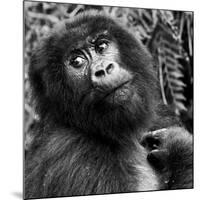 Virunga Mountains, Rwanda, Africa. Mountain Gorilla.-Karen Ann Sullivan-Mounted Photographic Print