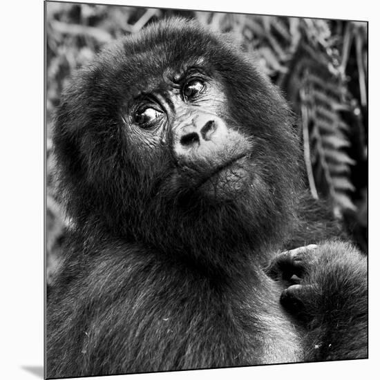 Virunga Mountains, Rwanda, Africa. Mountain Gorilla.-Karen Ann Sullivan-Mounted Photographic Print