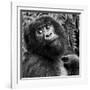 Virunga Mountains, Rwanda, Africa. Mountain Gorilla.-Karen Ann Sullivan-Framed Photographic Print