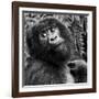 Virunga Mountains, Rwanda, Africa. Mountain Gorilla.-Karen Ann Sullivan-Framed Photographic Print