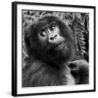 Virunga Mountains, Rwanda, Africa. Mountain Gorilla.-Karen Ann Sullivan-Framed Photographic Print