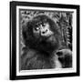 Virunga Mountains, Rwanda, Africa. Mountain Gorilla.-Karen Ann Sullivan-Framed Photographic Print