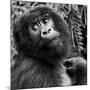 Virunga Mountains, Rwanda, Africa. Mountain Gorilla.-Karen Ann Sullivan-Mounted Photographic Print