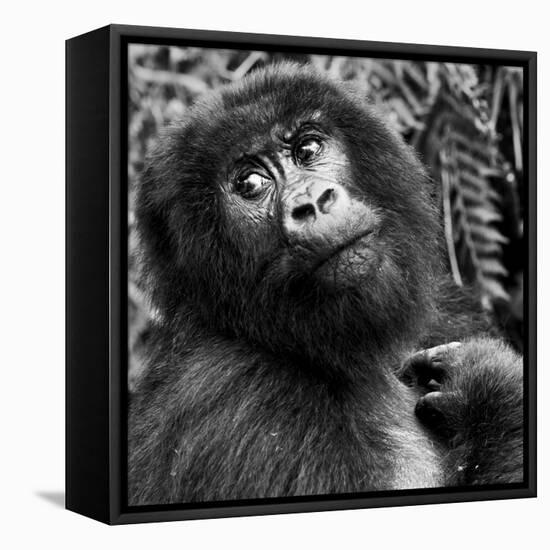 Virunga Mountains, Rwanda, Africa. Mountain Gorilla.-Karen Ann Sullivan-Framed Stretched Canvas