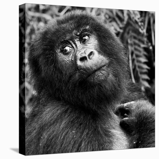 Virunga Mountains, Rwanda, Africa. Mountain Gorilla.-Karen Ann Sullivan-Stretched Canvas