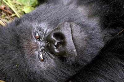 https://imgc.allpostersimages.com/img/posters/virunga-mountains-rwanda-africa-mountain-gorilla_u-L-Q1DEZE10.jpg?artPerspective=n
