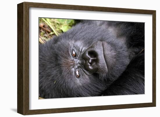 Virunga Mountains, Rwanda, Africa. Mountain Gorilla.-Karen Ann Sullivan-Framed Photographic Print