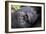 Virunga Mountains, Rwanda, Africa. Mountain Gorilla.-Karen Ann Sullivan-Framed Photographic Print