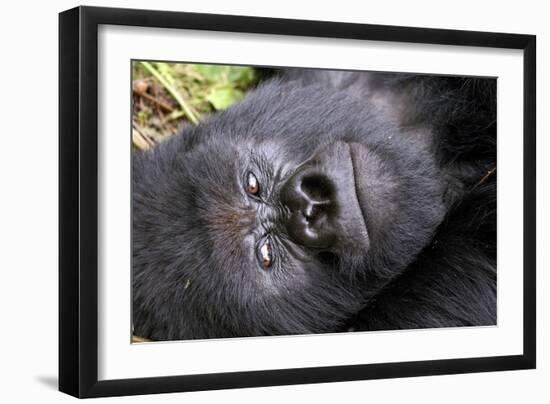 Virunga Mountains, Rwanda, Africa. Mountain Gorilla.-Karen Ann Sullivan-Framed Photographic Print