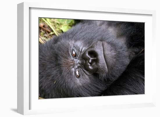 Virunga Mountains, Rwanda, Africa. Mountain Gorilla.-Karen Ann Sullivan-Framed Photographic Print