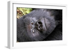 Virunga Mountains, Rwanda, Africa. Mountain Gorilla.-Karen Ann Sullivan-Framed Photographic Print