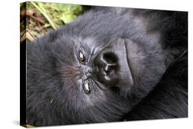 Virunga Mountains, Rwanda, Africa. Mountain Gorilla.-Karen Ann Sullivan-Stretched Canvas