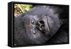 Virunga Mountains, Rwanda, Africa. Mountain Gorilla.-Karen Ann Sullivan-Framed Stretched Canvas