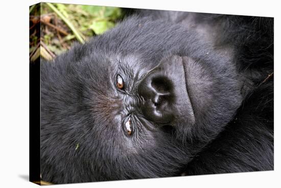 Virunga Mountains, Rwanda, Africa. Mountain Gorilla.-Karen Ann Sullivan-Stretched Canvas